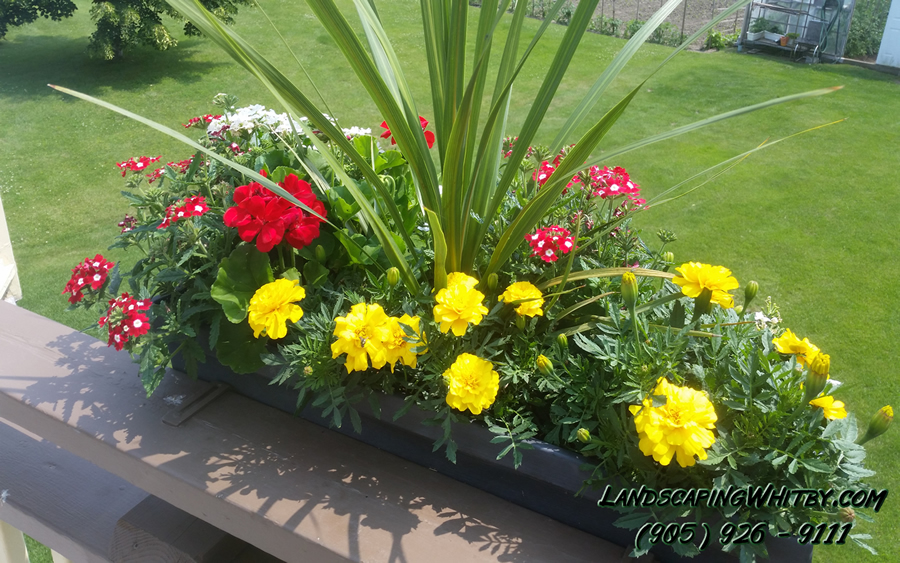 Plants Planting Colourful Perennials